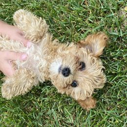 Cavachon, Cavalier King Charles Spaniel, and Cavapoo Puppies from Cavachon Love