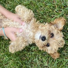 Cavachon, Cavalier King Charles Spaniel, and Cavapoo Puppies from Cavachon Love