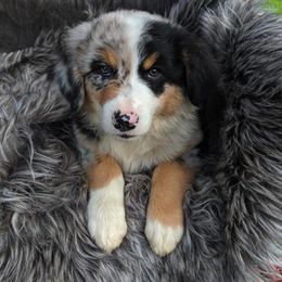 Australian Shepherd Puppies from Rockin' Aussies