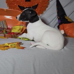 Tex - White and blue male Whippet puppy in London, Kentucky from Hertzog  Whippets