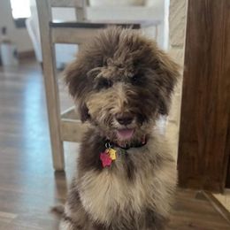Goldendoodle and Poodle All Grown Up from Colorful Creations Doodles and Poodles
