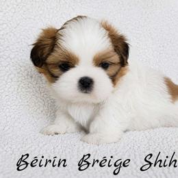 AKC Red & White Parti Male #2 - Red and white male Shih Tzu puppy in Las Vegas, Nevada from Beirin Breige Shih Tzus