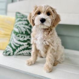 Australian Labradoodle Puppies from Fancy Pants Labradoodles