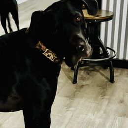 Great Dane All Grown Up from Denver Danes