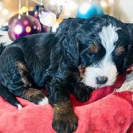 Harrison - Tri-color male Bernedoodle puppy in Saint Francis, Kansas from Land of Oz Doodles