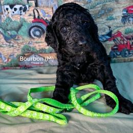 Bourbon - Black male Goldendoodle puppy in Water Valley, Mississippi from Olympian Doodles