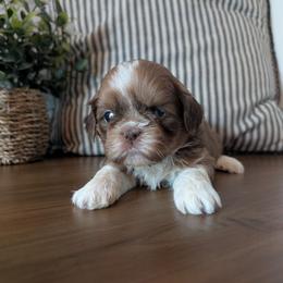 Keno - Liver male Shih Tzu puppy in West Pawlet, Vermont from Morgan's Shih Tzus