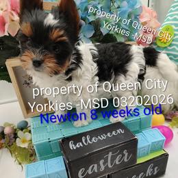 Newton - Parti male Yorkshire Terrier puppy in Charlotte, North Carolina from Queen City Yorkies