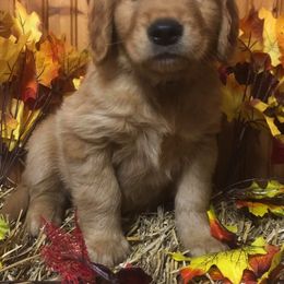 Golden Retriever Puppies from Bella Mia Goldens