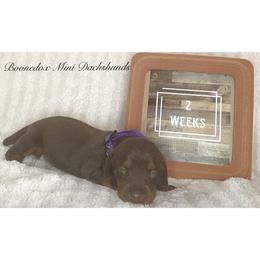 Dachshund Puppies from Marissa's Dachshunds (BooneDox Mini Dachshunds)