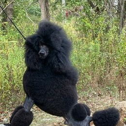 Poodles from Palladium Poodles