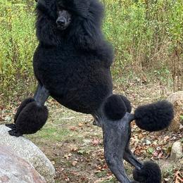 Poodles from Palladium Poodles