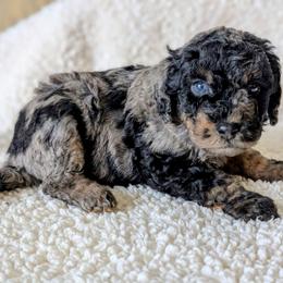 Bergie - Blue merle male Bernedoodle puppy in Sparta, Missouri from Sis' Doodles & Poodles