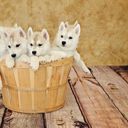 Siberian Husky Puppies from Pachodi Kennels
