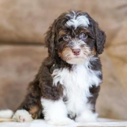 Walt (chocolate tricolor) - Chocolate merle male Bernedoodle puppy in Dundee, Ohio from Down Home Doodle