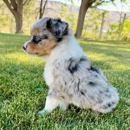 Bandit - Blue merle male Toy Australian Shepherd puppy in Tonasket, Washington from V5 Aussies