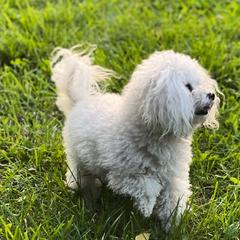 Bologneses from Blossom Bolognese