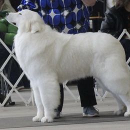 Great Pyrenees from Impyrial Great Pyrénées