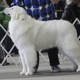Great Pyrenees from Impyrial Great Pyrénées