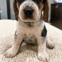 Atlas - Black white and tan male Beagle puppy in Brownsboro, Texas from Willow Bark Beagles