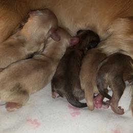 Dachshund Puppies from Eva Leas Pups