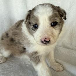 FLURRY - Sable merle male Border Collie puppy in Conroe, Texas from Aloha Border Collies