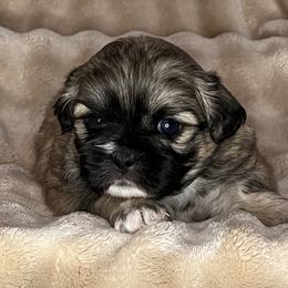 Samson - Black and tan male Shih Tzu puppy in Reading, Michigan from You Little Shih-tzu’s 😊