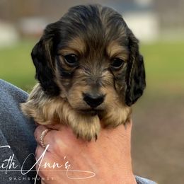 Dachshund Puppies from Faith Ann's Dachshunds