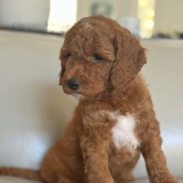 Sienna - Red  female Goldendoodle puppy in Brooksville, Florida from Abby’s Standard Goldendoodles