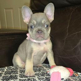 Silvia - Blue fawn female French Bulldog puppy in Graham, Washington from Olivia's Miniature Schnauzer's and French Bulldogs