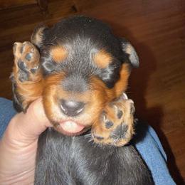 Patsy - Black and tan female Dachshund puppy in Fort Worth, Texas from Louis' Litters