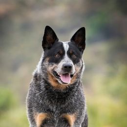Sully - Australian Cattle Dog