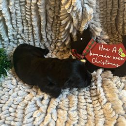 Nessie - Black female Scottish Terrier puppy in Eagle Lake, Florida from Its Scot To Be Love Scotties