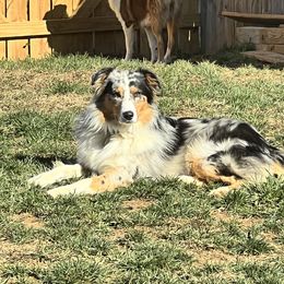 Blue - Australian Shepherd