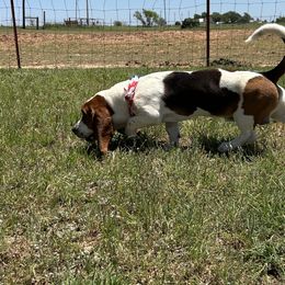 Basset Hounds from R&D basset barn