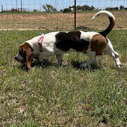 Basset Hounds from R&D basset barn