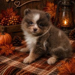 Windall - Lavender male Pomeranian puppy in Sandia, Texas from Broken Arrow Poms