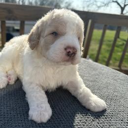 Leprechaun-Male - Apricot male Poodle puppy in Scottsville, Kentucky from Barren River Bernedoodles and Poodles