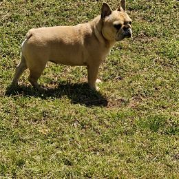 French Bulldog Puppies from LMD Frenchies