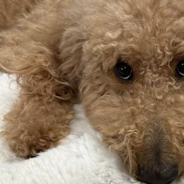 Poodles from Iaroli’s Standard Poodles