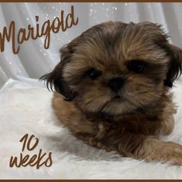 Marigold - Gold female Shih Tzu puppy in Hayden, Idaho from Phoenix Shih Tzu