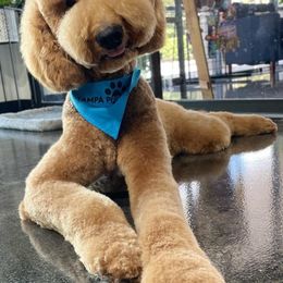 Goldendoodles from Ellie is a mama!