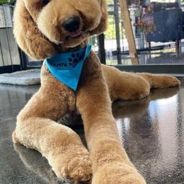 Goldendoodles from Ellie is a mama!