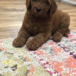 Goldendoodle Puppies from Travis Street Doodles & Poodles