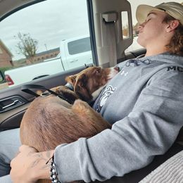 Border Collie Puppies from C Horns Ranch Border Collies
