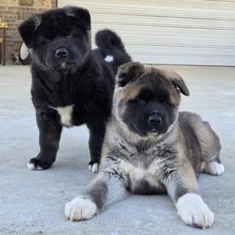 Akita Puppies from Folklore Akitas