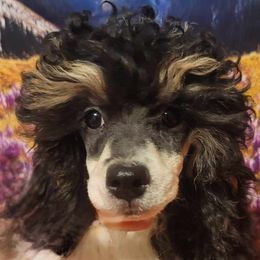 Cavalier King Charles Spaniels, Cavapoos, Havanese, Poodles, Yorkipoos, and Yorkshire Terriers from Ashley Nicole Ranch