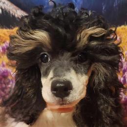 Cavalier King Charles Spaniels, Cavapoos, Havanese, Poodles, Yorkipoos, and Yorkshire Terriers from Ashley Nicole Ranch