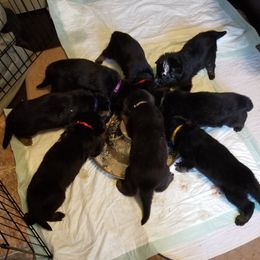 German Shepherd Puppies from Sevilla German Shepherds