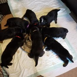 German Shepherd Puppies from Sevilla German Shepherds